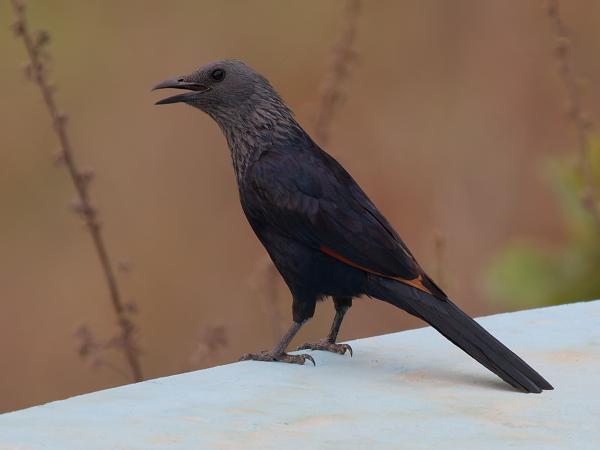 <h3><a href="/trips/tanzania/biota/animalia/chordata/aves/040 passeriformes/105 sturnidae/onychognathus morio/onychognathus morio-nl.html">Onychognathus&nbsp;morio</a> / Red‑winged&nbsp;starling / Roodvleugelspreeuw</h3>OM-1 Mark II met OLYMPUS M.150-400mm F4.5 TC, 1/2000 sec  bij F5.6, ISO 5000, afstand 18.1&nbsp;m